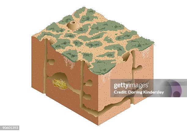 digital illustration of black-tailed prairie dog burrow system and nest under semi-arid ground - black tailed prairie dog stock illustrations