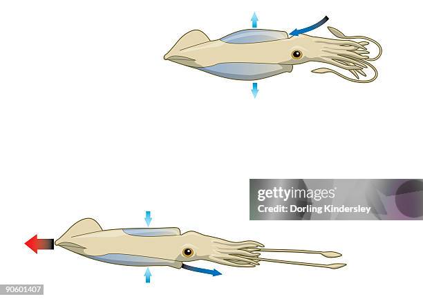 illustrations, cliparts, dessins animés et icônes de digital illustration of squid drawing water into mantle cavity using muscles to expand and contract  - muscle d'un animal