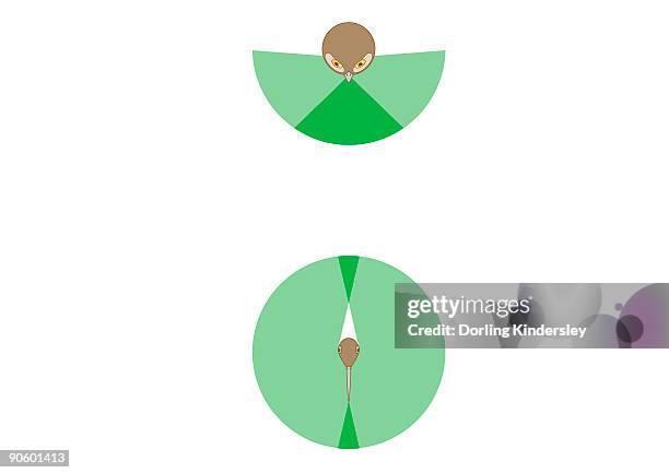 digital illustration showing vision span of owl compared to normal bird - binocular vision stock illustrations