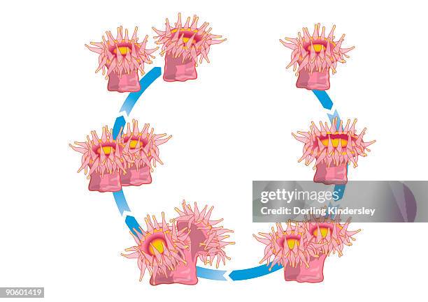 digital illustration of life cycle of jewel anemone (corynactis viridis), dividing in half verticall - binary fission stock illustrations