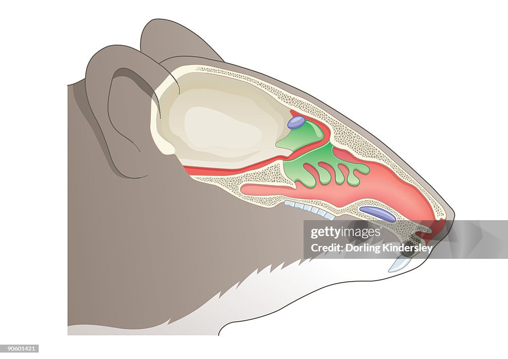 Digital cross section illustration of olfactory system of House Mouse (Mus musculus)