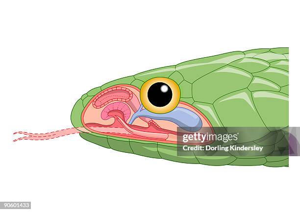 stockillustraties, clipart, cartoons en iconen met cross section digital illustration of green snake head showing jacobson's organ - gespleten tong