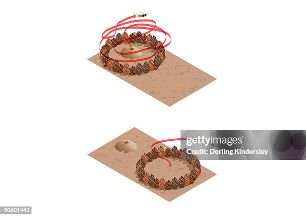 digital illustration showing spatial learning by digger and female wasps using pinecones to locate b - burrow stock illustrations