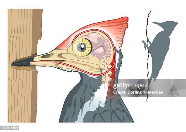 digital illustration showing woodpecker's shock absorbers connecting chisel shaped beak to skull by  - animal mouth stock illustrations