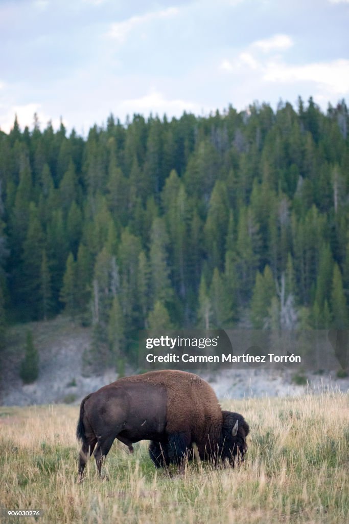 Buffalo or Bison and Wilderness in Yellowstone.