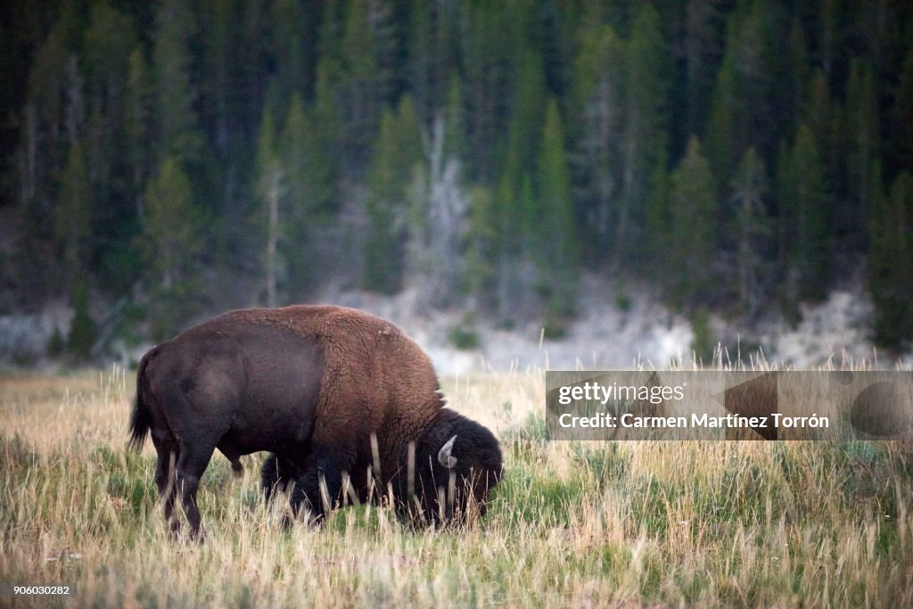 Buffalo or Bison and Wilderness in Yellowstone.