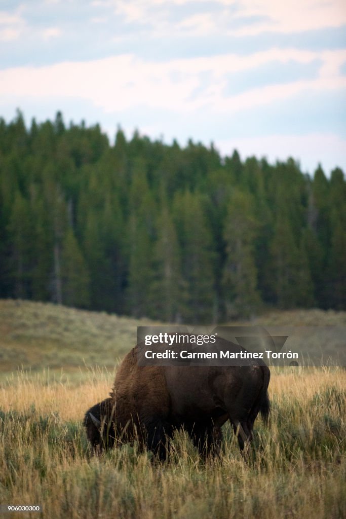 Buffalo or Bison and Wilderness in Yellowstone.