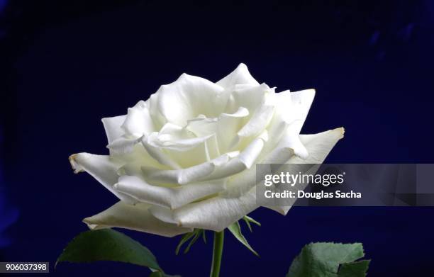 single white rose on a black background (rosa rubiginosa) - white rose movement stock pictures, royalty-free photos & images