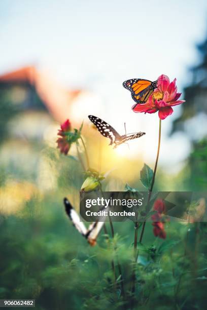 butterfly garden - butterfly insect stock pictures, royalty-free photos & images