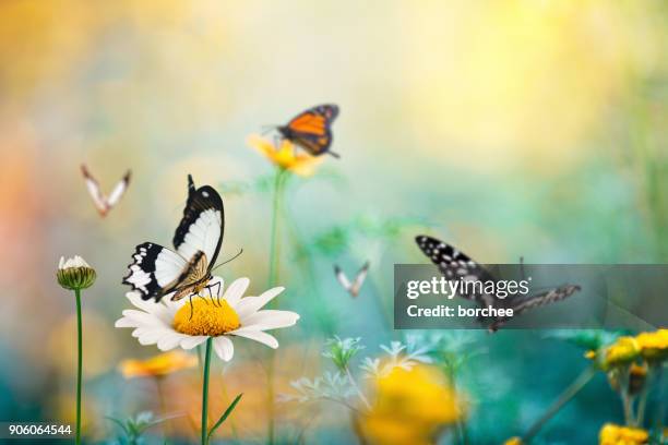 butterfly meadow - lepidoptera stock pictures, royalty-free photos & images