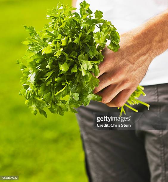 man holding fresh picked italian parsley. - italian parsley stock pictures, royalty-free photos & images
