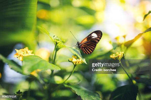 butterfly on a flower - orange flower stock pictures, royalty-free photos & images
