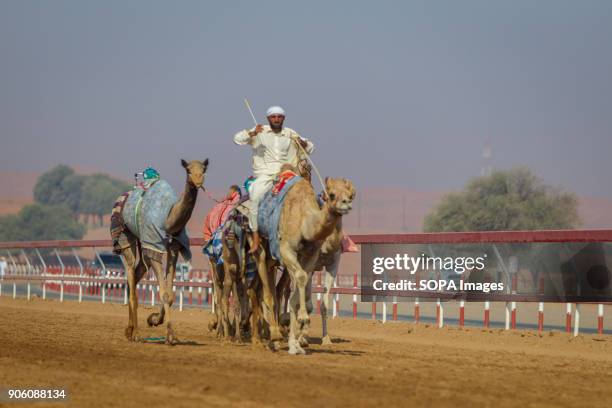 Camel Racing Service Camel Handler Photos and Premium High Res Pictures - Getty Images