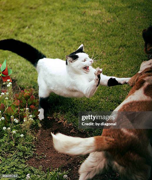 wilbury attack! - cats fighting stock pictures, royalty-free photos & images