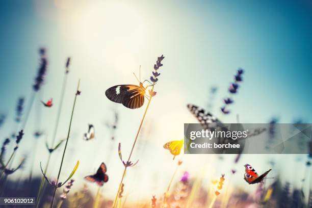 meadow with butterflies - bright colour nature stock pictures, royalty-free photos & images