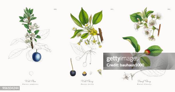 ilustraciones, imágenes clip art, dibujos animados e iconos de stock de ciruela silvestre, prunus domestica, victoriano ilustración botánica, 1863 - ciruela pasa