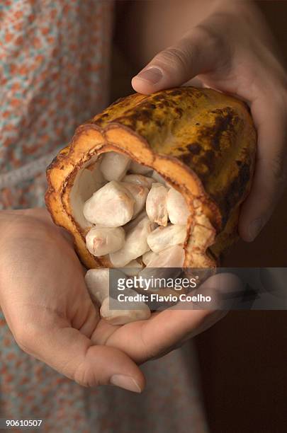 cocoa beans - seed head stock pictures, royalty-free photos & images