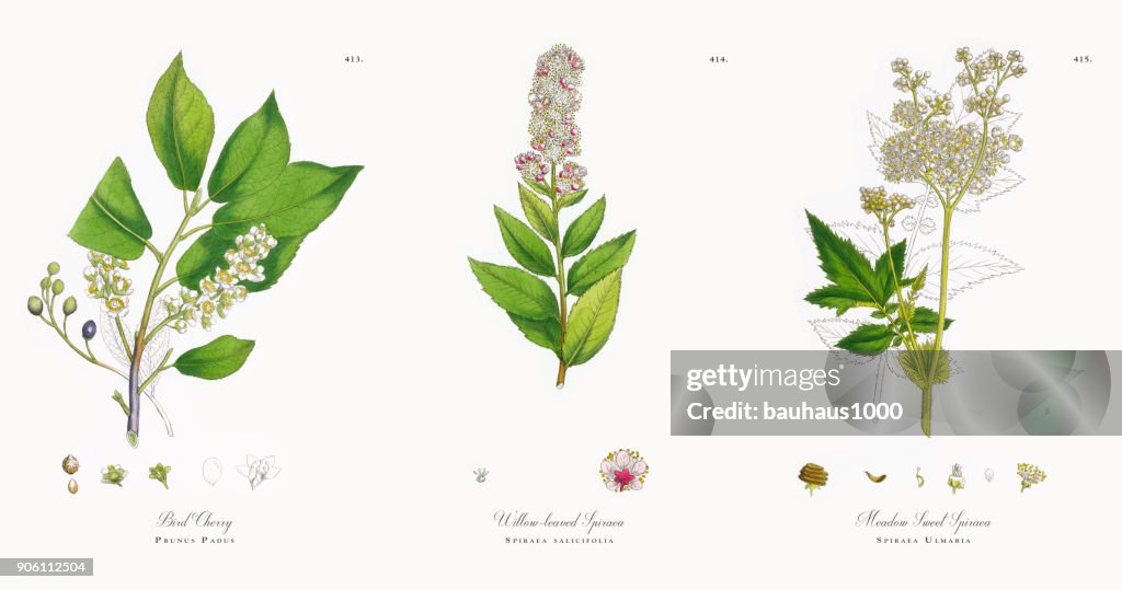Bird Cherry, Prunus Padus, Victorian Botanical Illustration, 1863