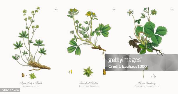 ilustraciones, imágenes clip art, dibujos animados e iconos de stock de alquimila alpina, alchemilla alpina, victoriano ilustración botánica, 1863 - pie de león