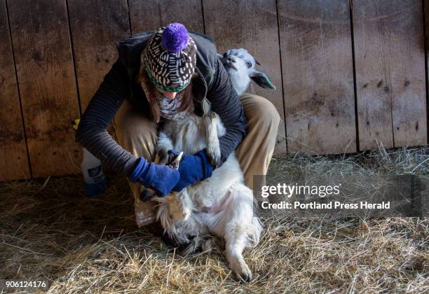 Abby Sadauckas trims the hooves of one of the cashmere goats at Apple Creek Farm in Bowdoinham.