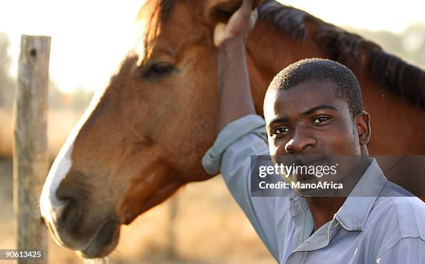 afrikanischer stabile hand eine - enable horse stock-fotos und bilder