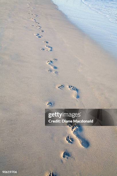 footprints of a man and dog in the sand - sandy macdonald stock pictures, royalty-free photos & images