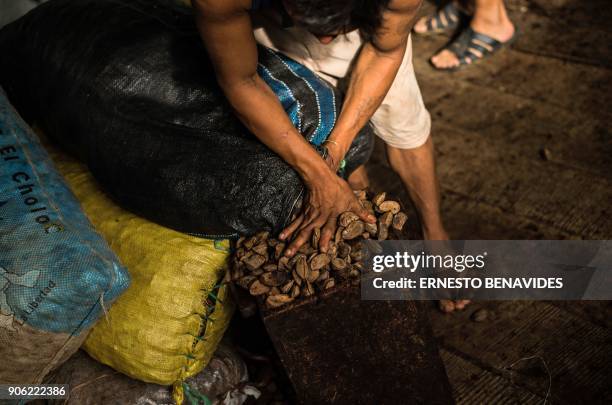 Member of the indigenous community of Palma Real, belonging to the Ese Ejja etnia, packs Castana nuts before his trip to Puerto Maldonado for the...