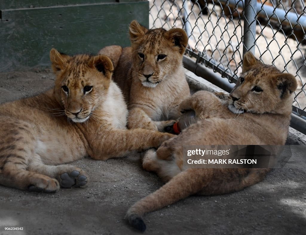 US-FIRE-ANIMALS-CUBS