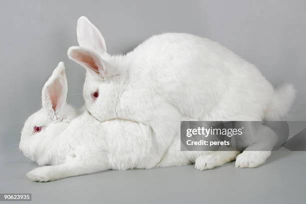 mating white rabbits - parende dieren stockfoto's en -beelden