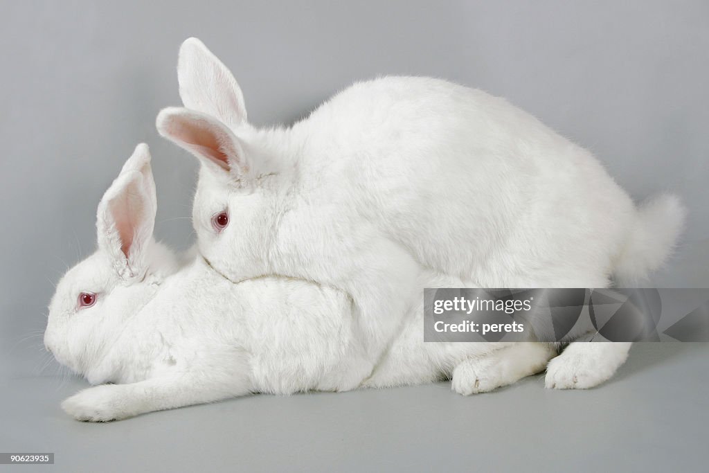 Mating white rabbits