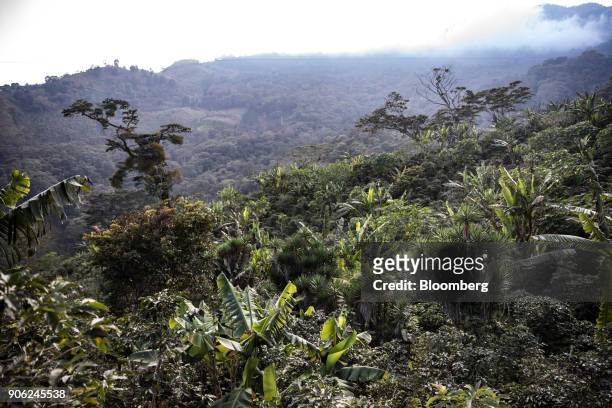 Coffee plants grow in the Santa Barbara mountains of Pena Blanca, Honduras, on Thursday, Jan. 11, 2018. Honduran output is surprising traders,...