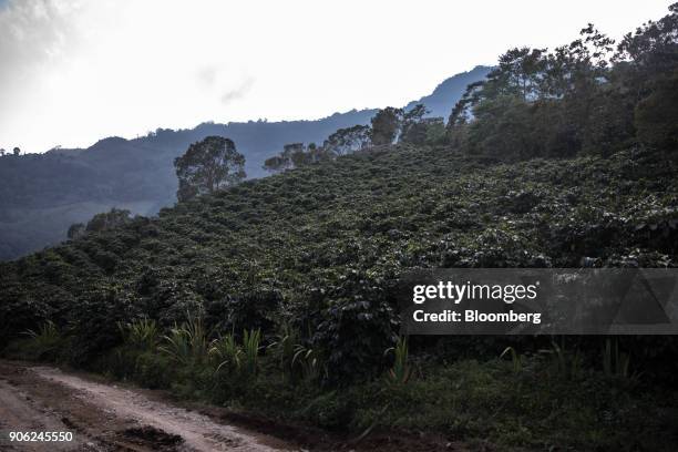 Coffee plants grow in the Santa Barbara mountains of Pena Blanca, Honduras, on Thursday, Jan. 11, 2018. Honduran output is surprising traders,...