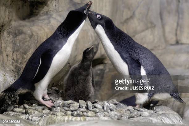 An Adelie Penguin chick less than a month old, is protected by its parents while remaining in a recreated antarctic environment in the zoo of...
