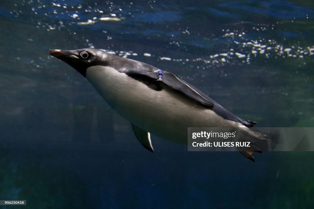 MEXICO-ZOO-PENGUINS-BIRTH
