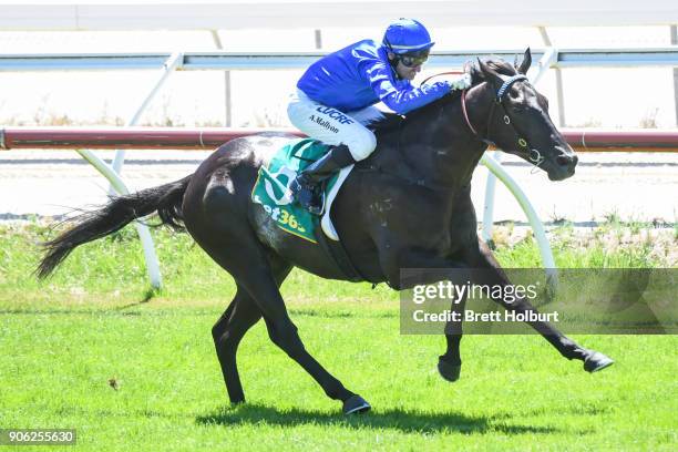 Haunted ridden by Andrew Mallyon wins the Vale William 'Bill' Harding Maiden Plate at Kilmore Racecourse on January 18, 2018 in Kilmore, Australia.