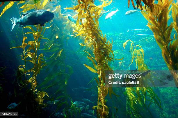 water plants inside an aquarium with fishes - immersion stock pictures, royalty-free photos & images