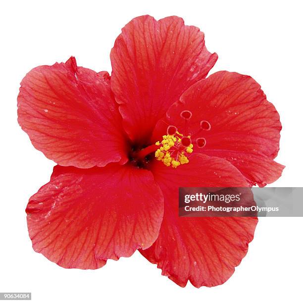 hibisco rojo aislado sobre fondo blanco - hibisco fotografías e imágenes de stock