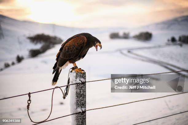 Harris Hawk sits on a fence prior to its owner using it to hunt for rabbits in the snow on January 18, 2018 in Leadhills, Scotland. Motorists are...