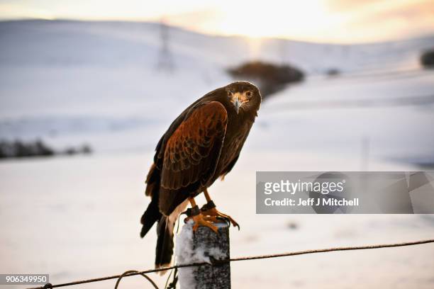 Harris Hawk sits on a fence prior to its owner using it to hunt for rabbits in the snow on January 18, 2018 in Leadhills, Scotland. Motorists are...