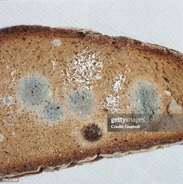 mouldy bread - moldy bread stock pictures, royalty-free photos & images