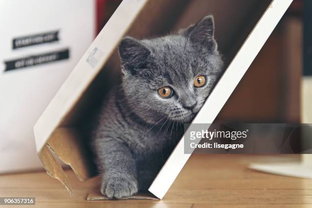 kätzchen spielen in einem karton - katze karton stock-fotos und bilder