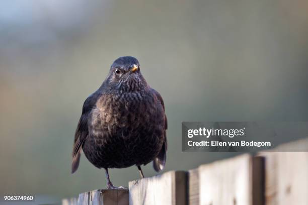 close up of a male common blackbird sitting on a fence looking at the camera - poortugaal stock pictures, royalty-free photos & images