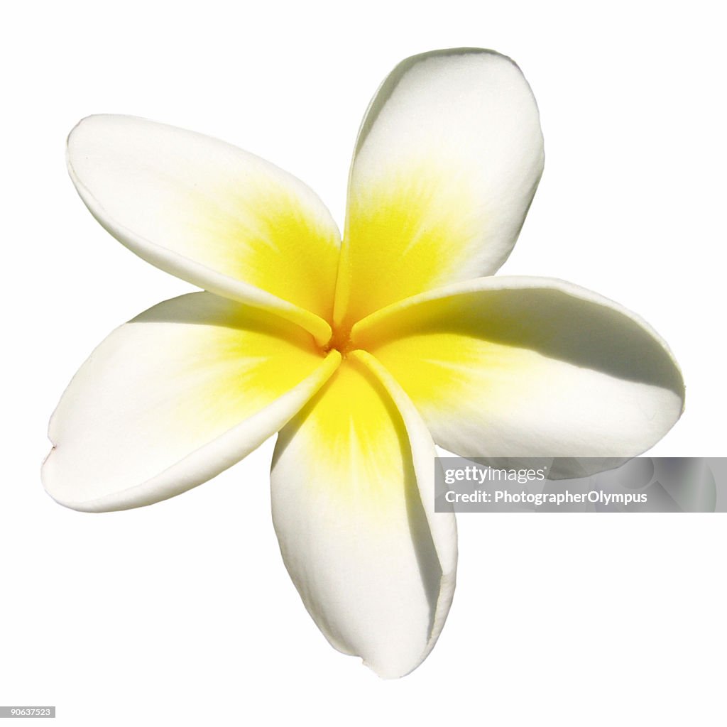 Indian Jasmin auf Weiß (frangipani