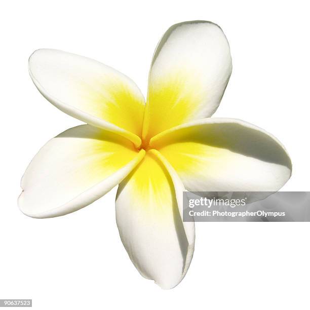 indian jasmine on white (frangipani) - naturalized stock pictures, royalty-free photos & images