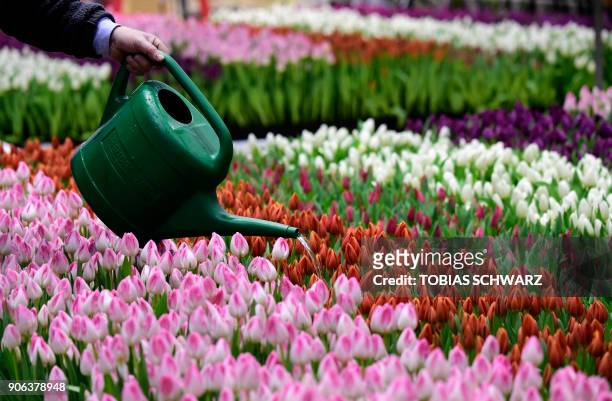 Volunteer waters tulips at the booth of the Netherlands before the opening day of the International Green Week agricultural fair in Berlin on January...