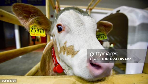 Calf is pictured in its enclosure before the opening day of the International Green Week agricultural fair in Berlin on January 18, 2018. - The fair...