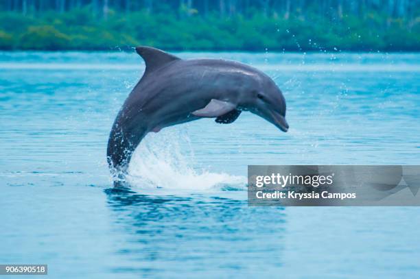 bottle-nose dolphin (tursiops truncatus) jumping in caribbean sea - dolphin stockfoto's en -beelden