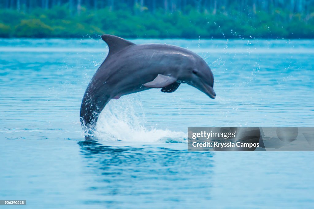 Bottle-nose dolphin (Tursiops truncatus) jumping in Caribbean sea