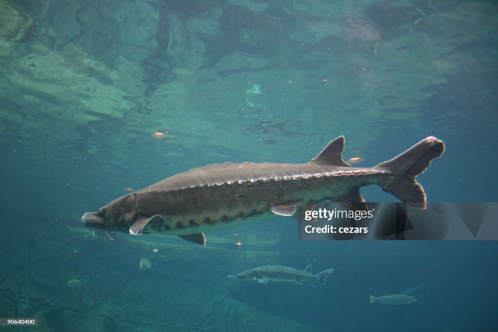 Sturgeon