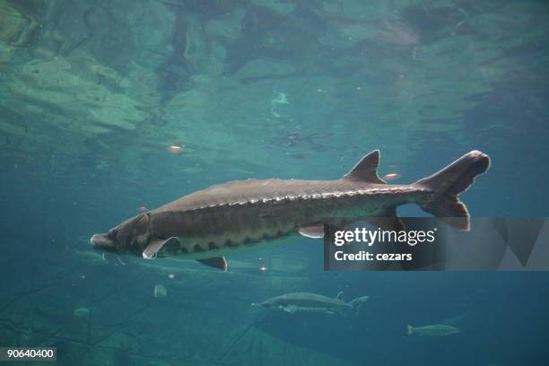 sturgeon - lake sturgeon fish stock pictures, royalty-free photos & images
